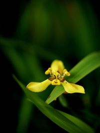 Close-up of yellow flower blooming outdoors