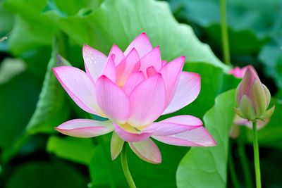 Close-up of pink lotus water lily