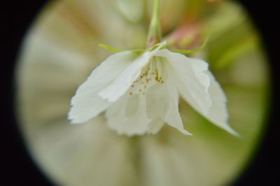 Close-up of white flower