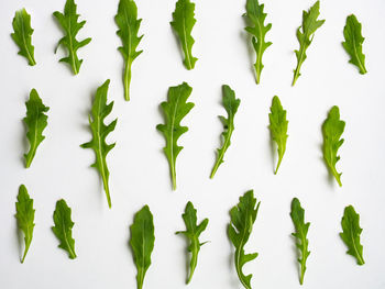 High angle view of leaves on white background