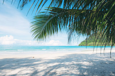 Palm trees on beach against sky