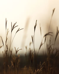 Close-up of grass in field against sky