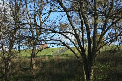 Bare trees on grassy field