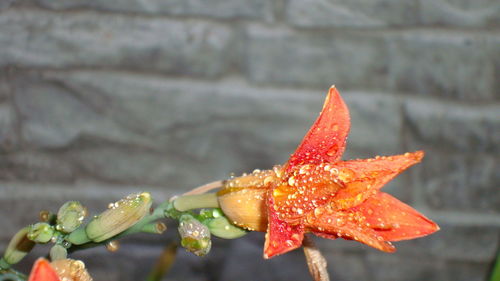 Close-up of wet orange lily flower against wall