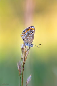 Close-up of butterfly on plant