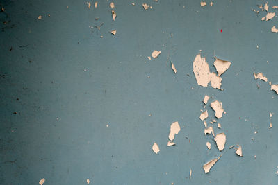 High angle view of dry leaves on wall