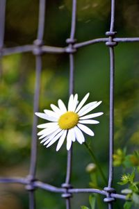 Close-up of white flower blooming outdoors