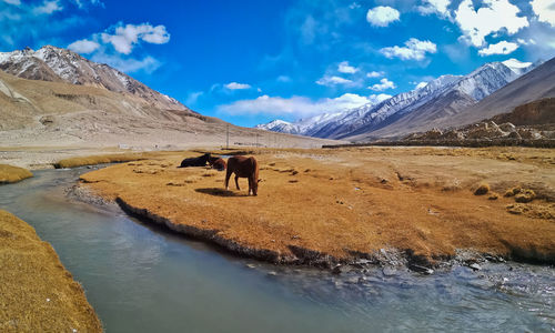 View of a horse on mountain against sky