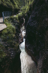 Scenic view of river amidst trees