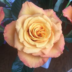 High angle view of rose flower