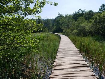 Boardwalk amidst trees in forest