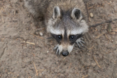 High angle portrait of raccoon on field