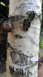 Close-up of tree trunk