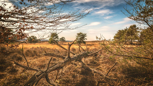 Bare trees on field against sky