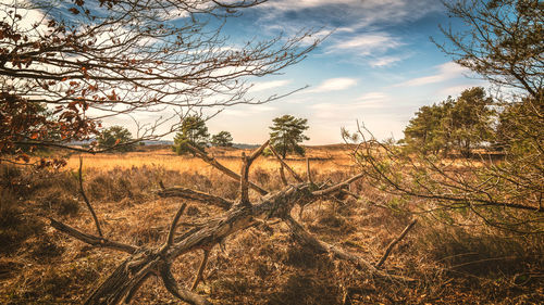 Bare trees on field against sky