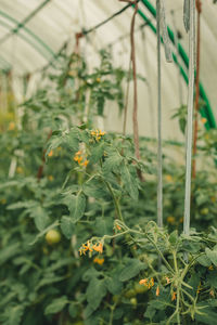 Close-up of flowering plants in greenhouse