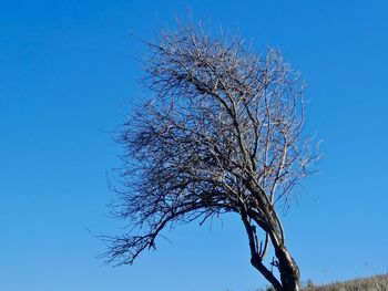 Low angle view of flowering tree against clear blue sky