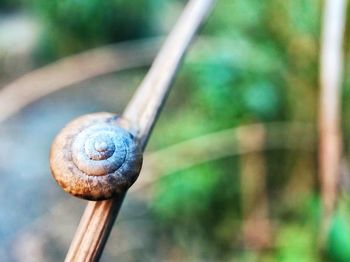 Close-up of snail on wood