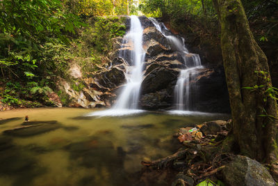 Scenic view of waterfall in forest