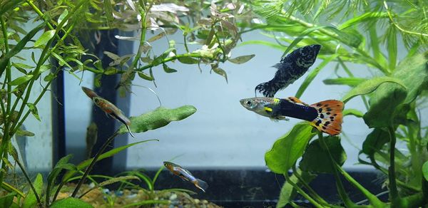 Fishes perching on a plant