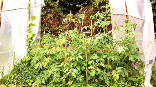 Plants growing on a tree