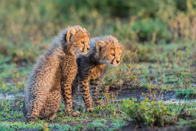 Cheetah male