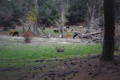 Horses on field in forest