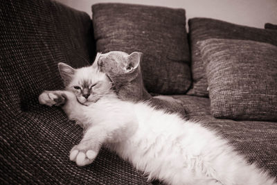 Cat sleeping on sofa at home