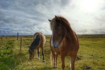 Horse standing on grassy field against cloudy sky