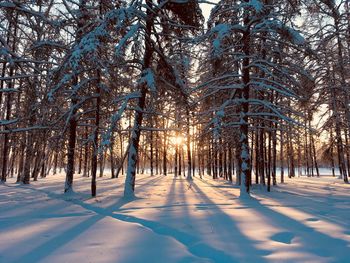 Trees on snow covered land during winter