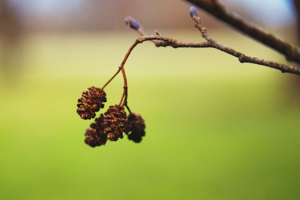 focus on foreground, close-up, growth, branch, flower, nature, plant, freshness, fragility, twig, beauty in nature, selective focus, stem, bud, tree, season, day, outdoors, no people, botany