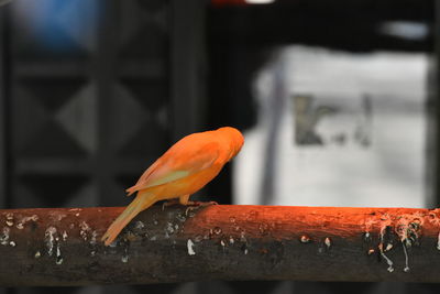 Close-up of orange bird perching on wood