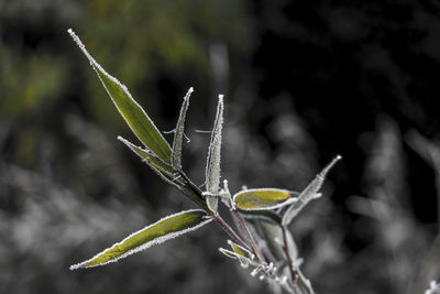 Close-up of plant