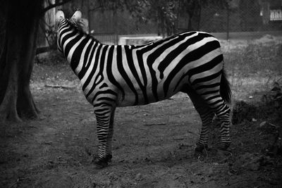 Side view of a zebra on landscape