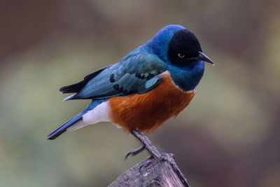 Close-up of bird perching on branch