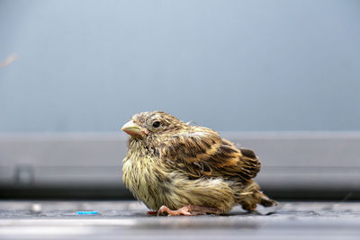 Bird perching on wall