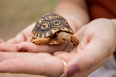 Close-up of person holding a baby tortoise 