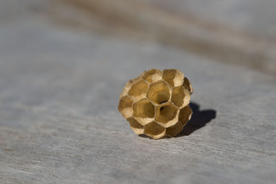 Close-up of dry leaf on table