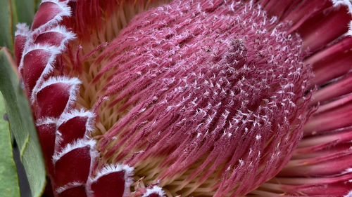 Full frame shot of pink rose flower