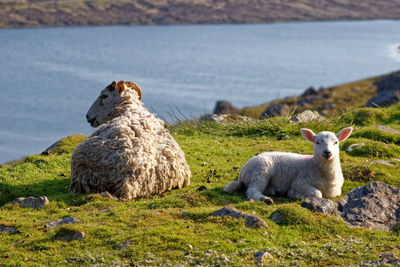 Sheep in a field