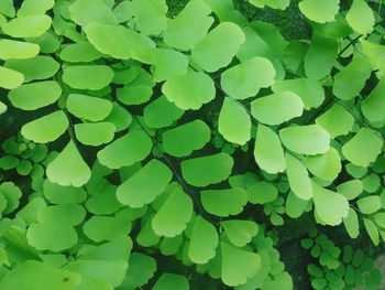 Full frame shot of green leaves