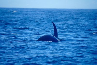 Whale swimming in sea against sky