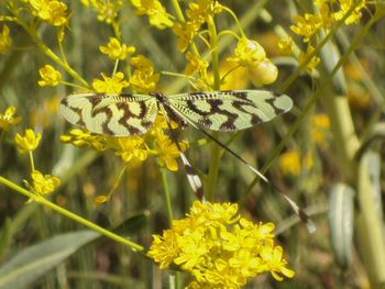 Close-up of butterfly on yellow flower