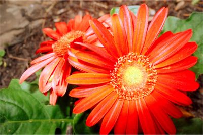 Close-up of orange flower blooming outdoors