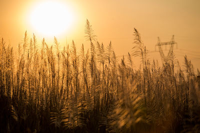 Close-up of stalks in field against sunset