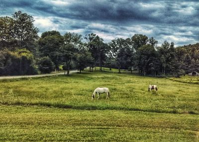 Horses grazing in a field