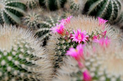 Close-up of pink cactus