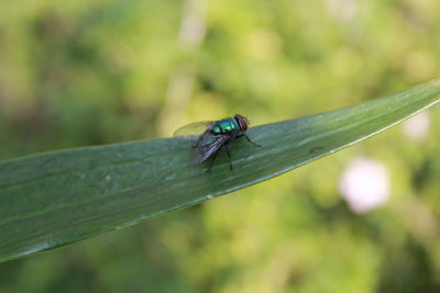 Close-up of insect on leaf