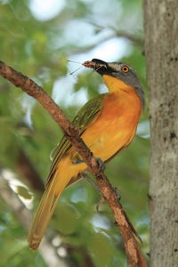 Close-up of bird perching on tree