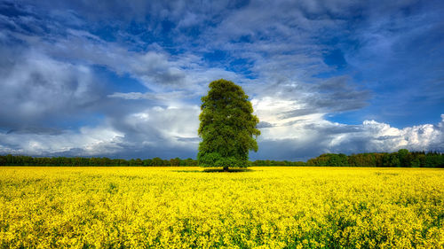 Scenic view of oilseed rape field against sky